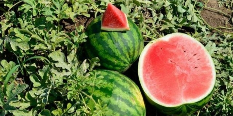 Sadnice lubenice su se ispružile - šta učiniti